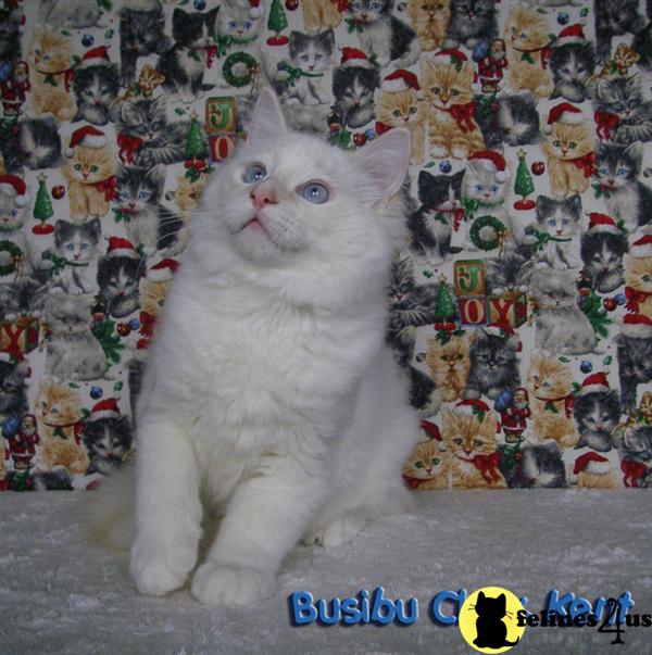 busibu Picture 1
